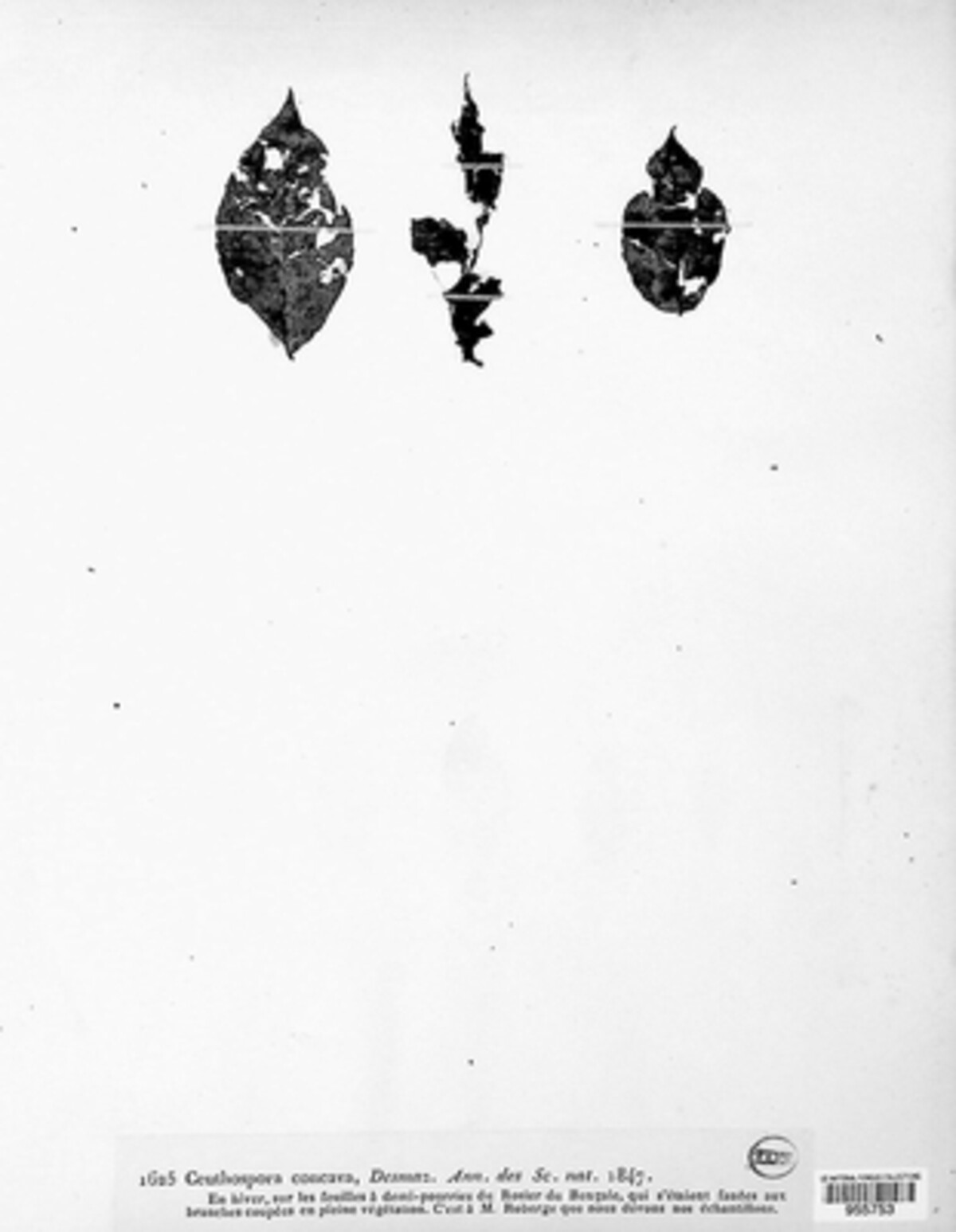 Pilidium concavum image